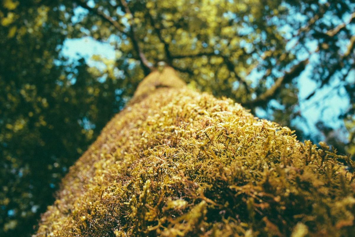 Drift log, close-up